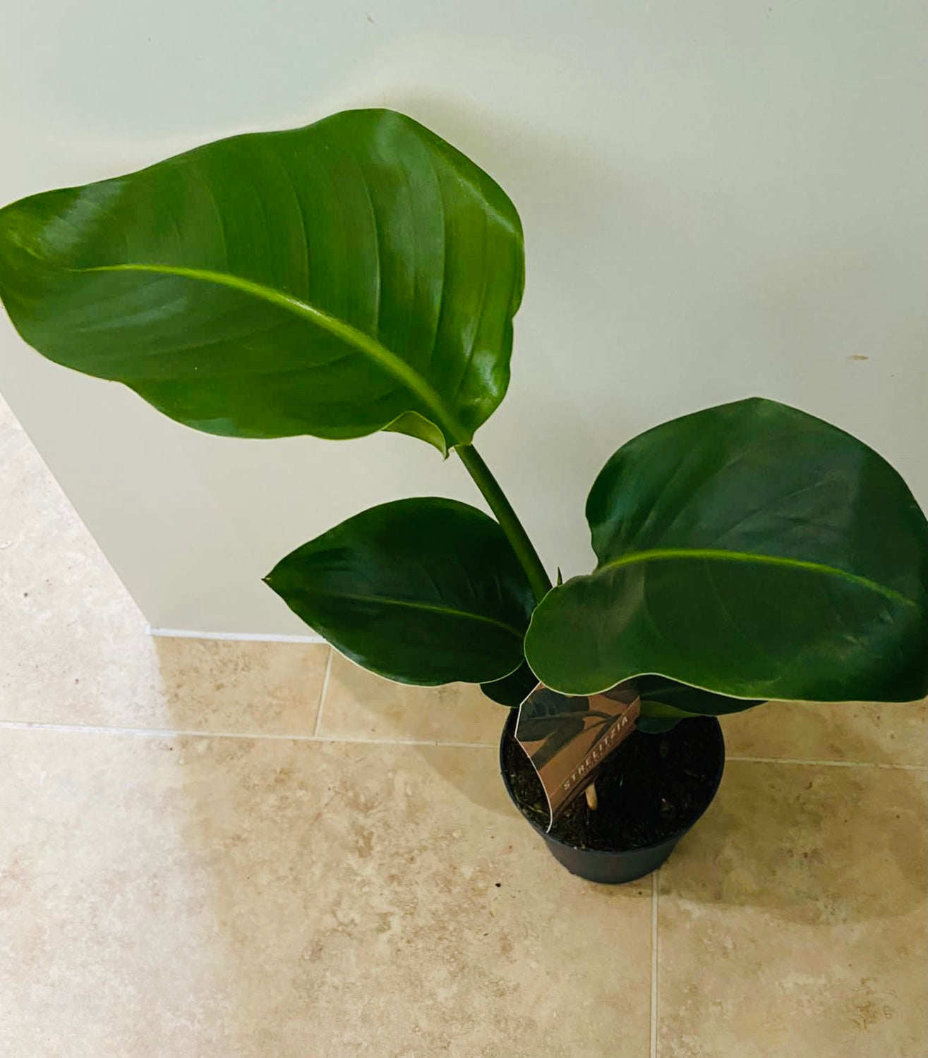 Strelitzia Nicolai Bird Of Paradise in a 13cm pot Cassandra's Plants