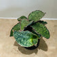 Sansevieria Star Green Granite in a 9cm pot Cassandra's Plants