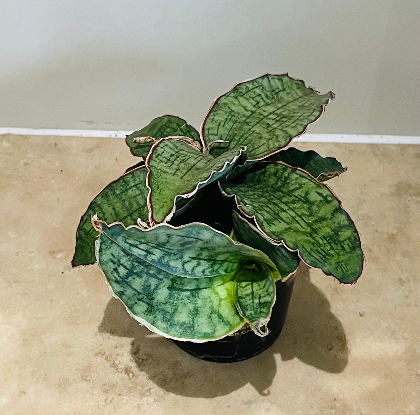 Sansevieria Star Green Granite in a 9cm pot Cassandra's Plants