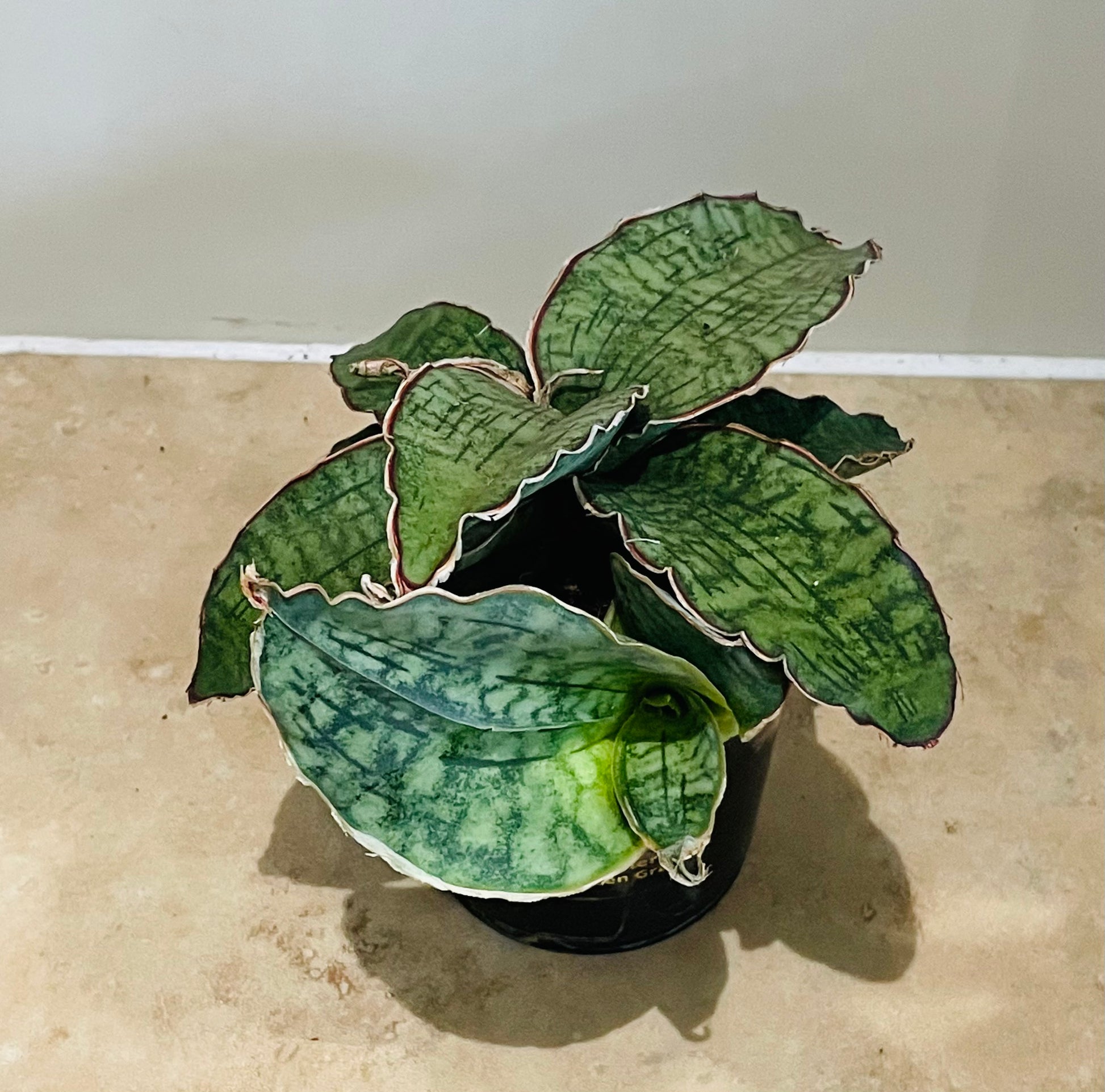 Sansevieria Star Green Granite in a 9cm pot Cassandra's Plants