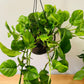 Epipremnum 'Global Green' Pothos 15cm Hanging Pot Cassandra's Plants
