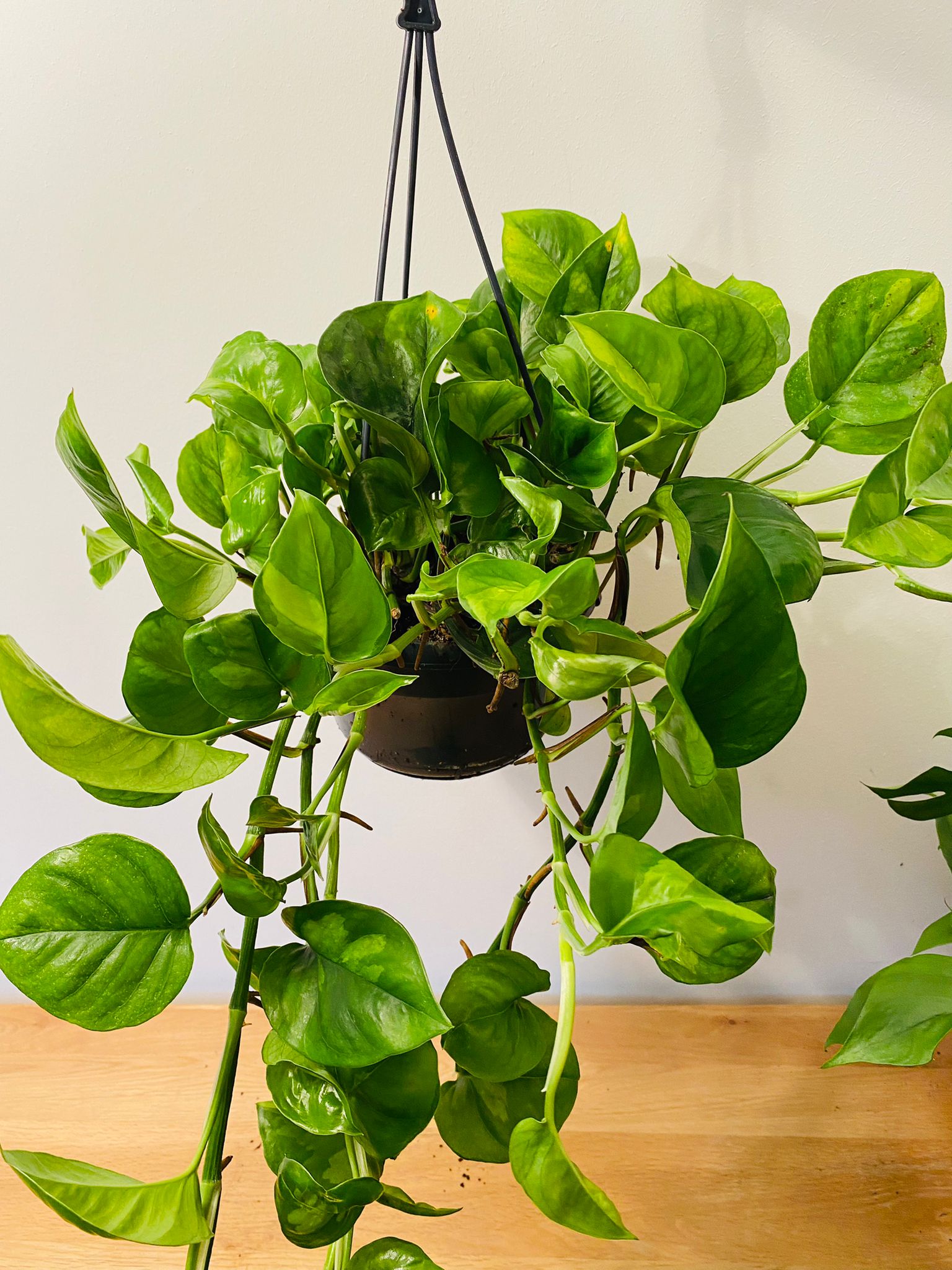 Epipremnum 'Global Green' Pothos 15cm Hanging Pot Cassandra's Plants