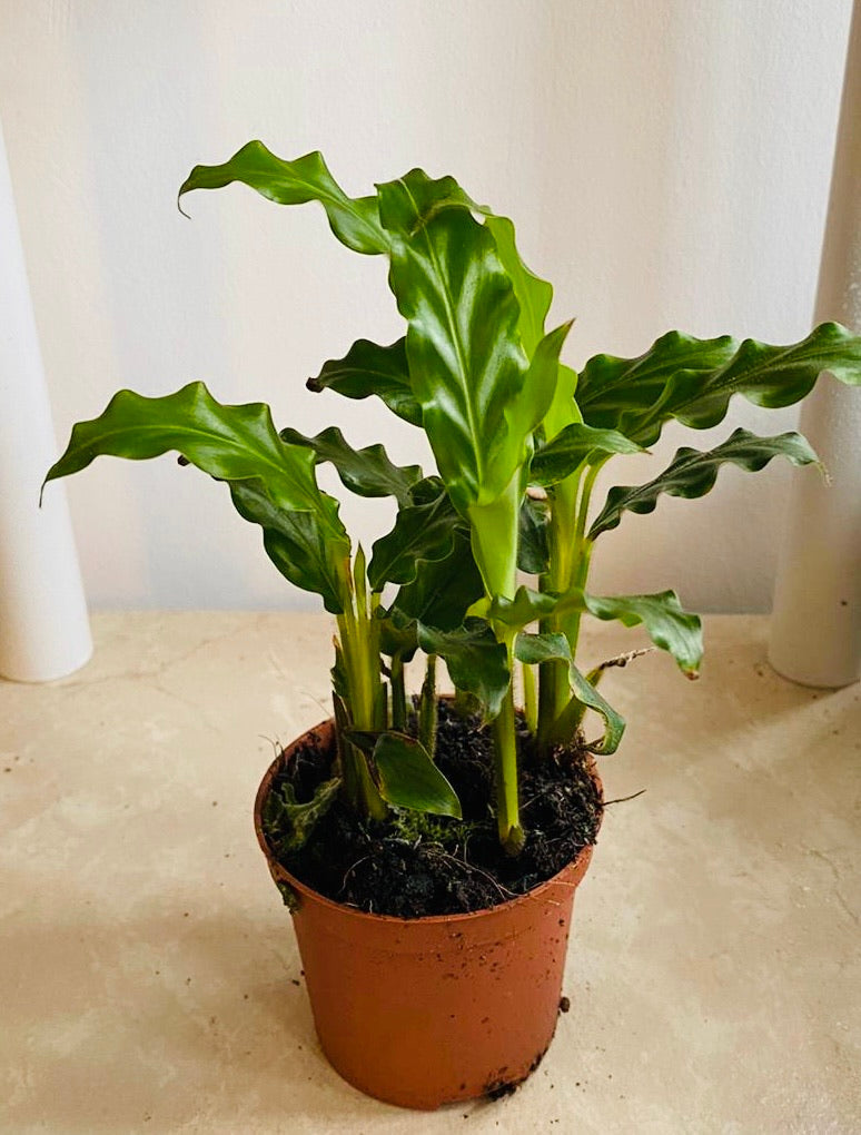 Calathea Rufibarba Blue Grass 7cm Pot Cassandra's Plants