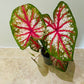 Caladium Bottle Rocket 10.5cm Pot Cassandra's Plants
