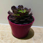 Aeonium Velour 15cm Pot Cassandra's Plants
