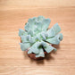 Echeveria Topsy Turvy in 5.5cm Pot Cassandra's Plants