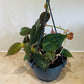 Philodendron Hederaceum Micans Cassandra's Plants