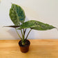 Alocasia Wentii