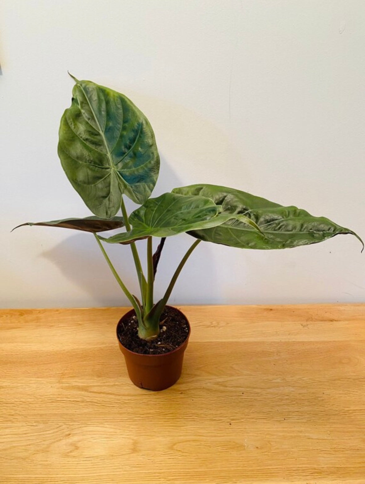 Alocasia Wentii