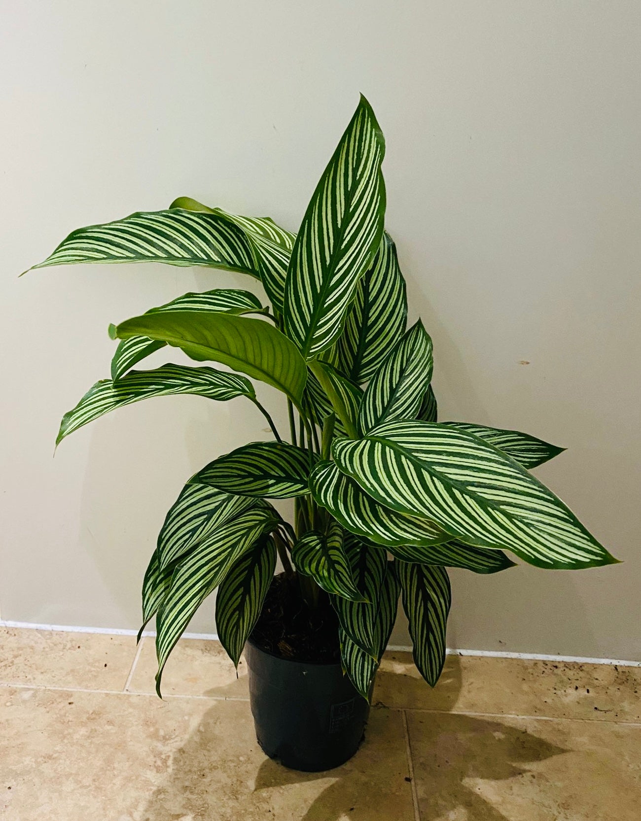 Calathea Vittata 12cm Pot Cassandra's Plants