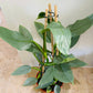 Philodendron Silver Queen in a 17cm pot Cassandra's Plants