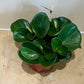 Peperomia Obtusifolia Cassandra's Plants