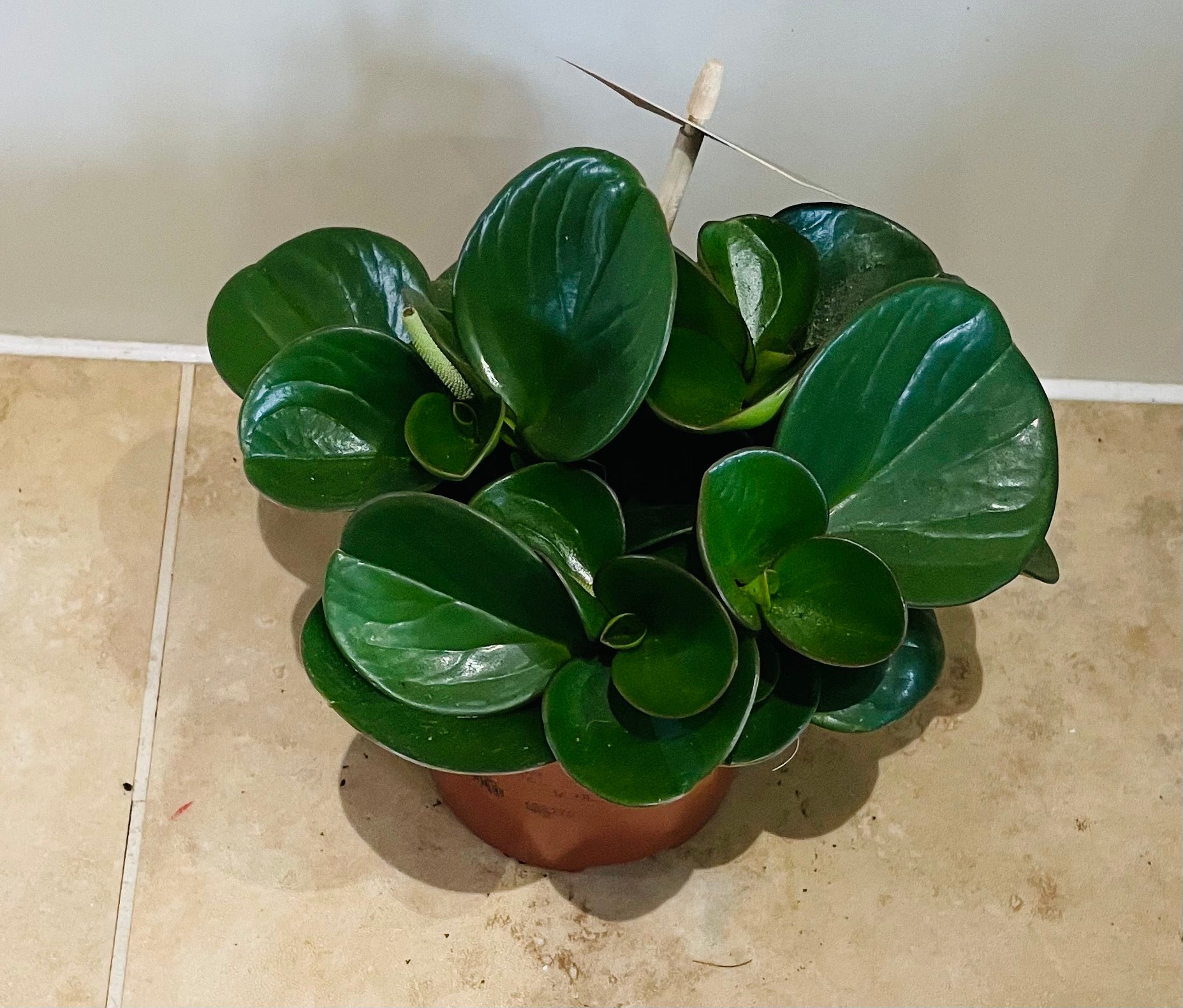 Peperomia Obtusifolia Cassandra's Plants