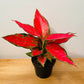 Aglaonema Cherry Baby Pink 12cm Pot Cassandra's Plants