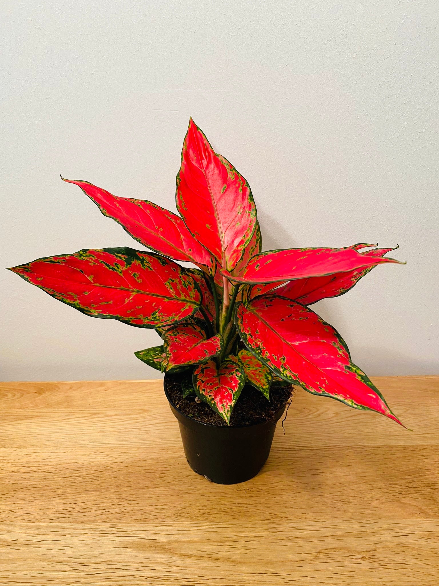 Aglaonema Cherry Baby Pink 12cm Pot Cassandra's Plants