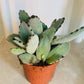 Kalanchoe Tomentosa “Panda Paw” Cassandra's Plants