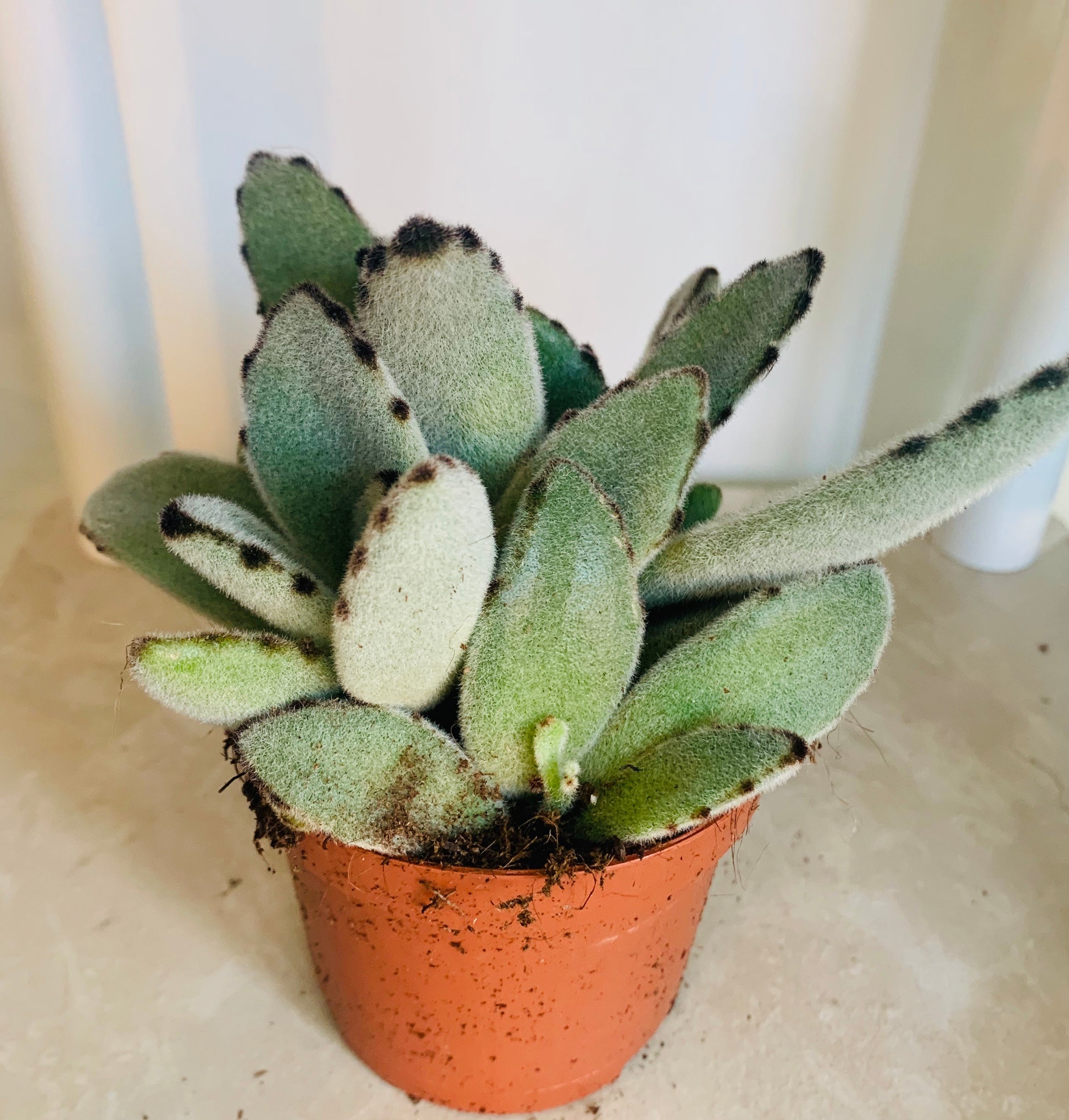 Kalanchoe Tomentosa “Panda Paw” Cassandra's Plants