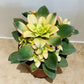 Aeonium Kiwi 13cm Pot Cassandra's Plants