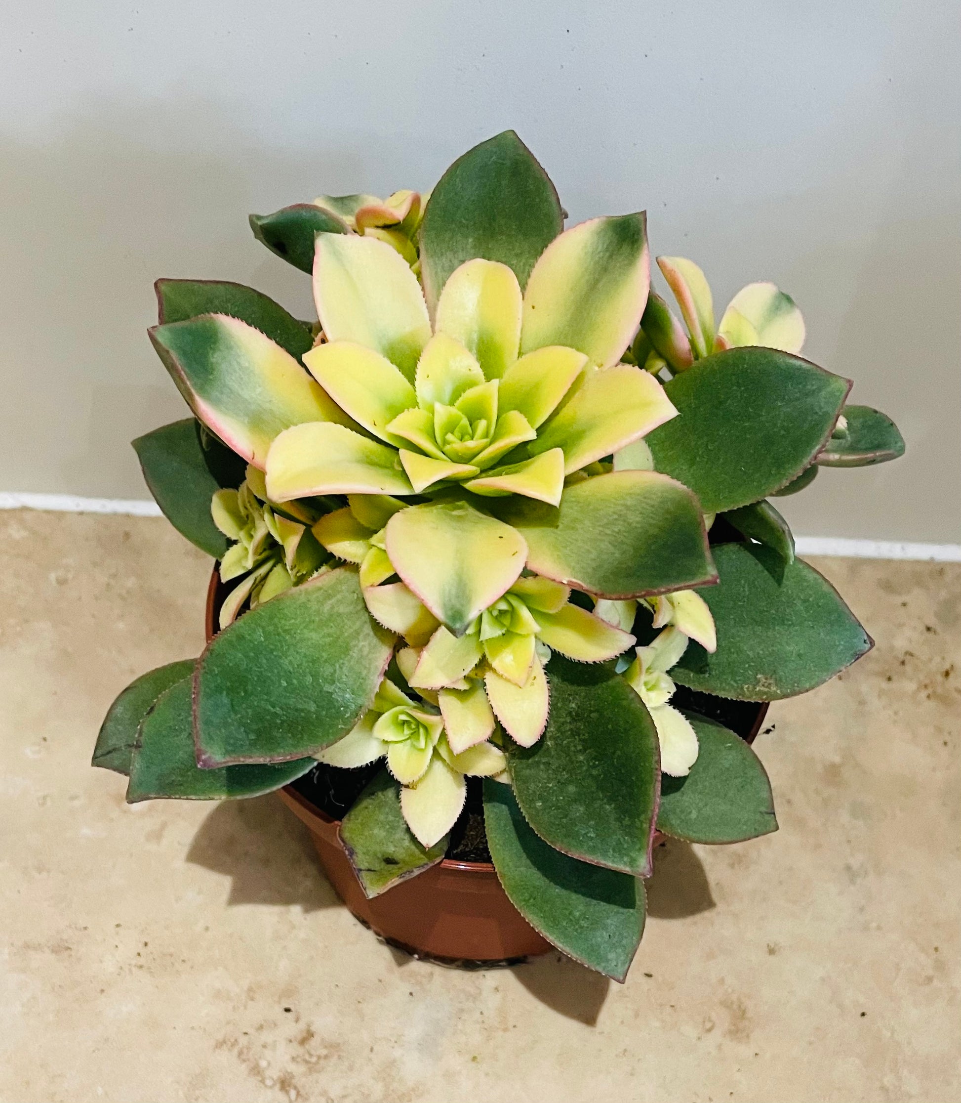 Aeonium Kiwi 13cm Pot Cassandra's Plants