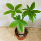 Pachira Aquatica Money Tree 9cm Pot Cassandra's Plants