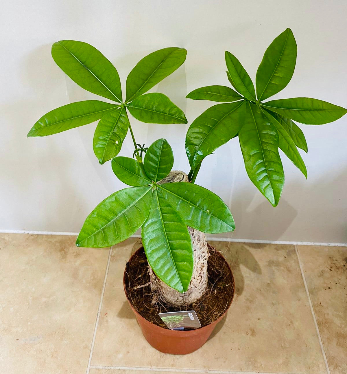 Pachira Aquatica Money Tree 9cm Pot Cassandra's Plants