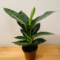Dieffenbachia Green Magic