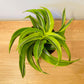 Dracaena Reflexa Cassandra's Plants