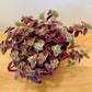 Crassula Pellucida subsp. Marginalis Varigata 10.5cm Pot Cassandra's Plants