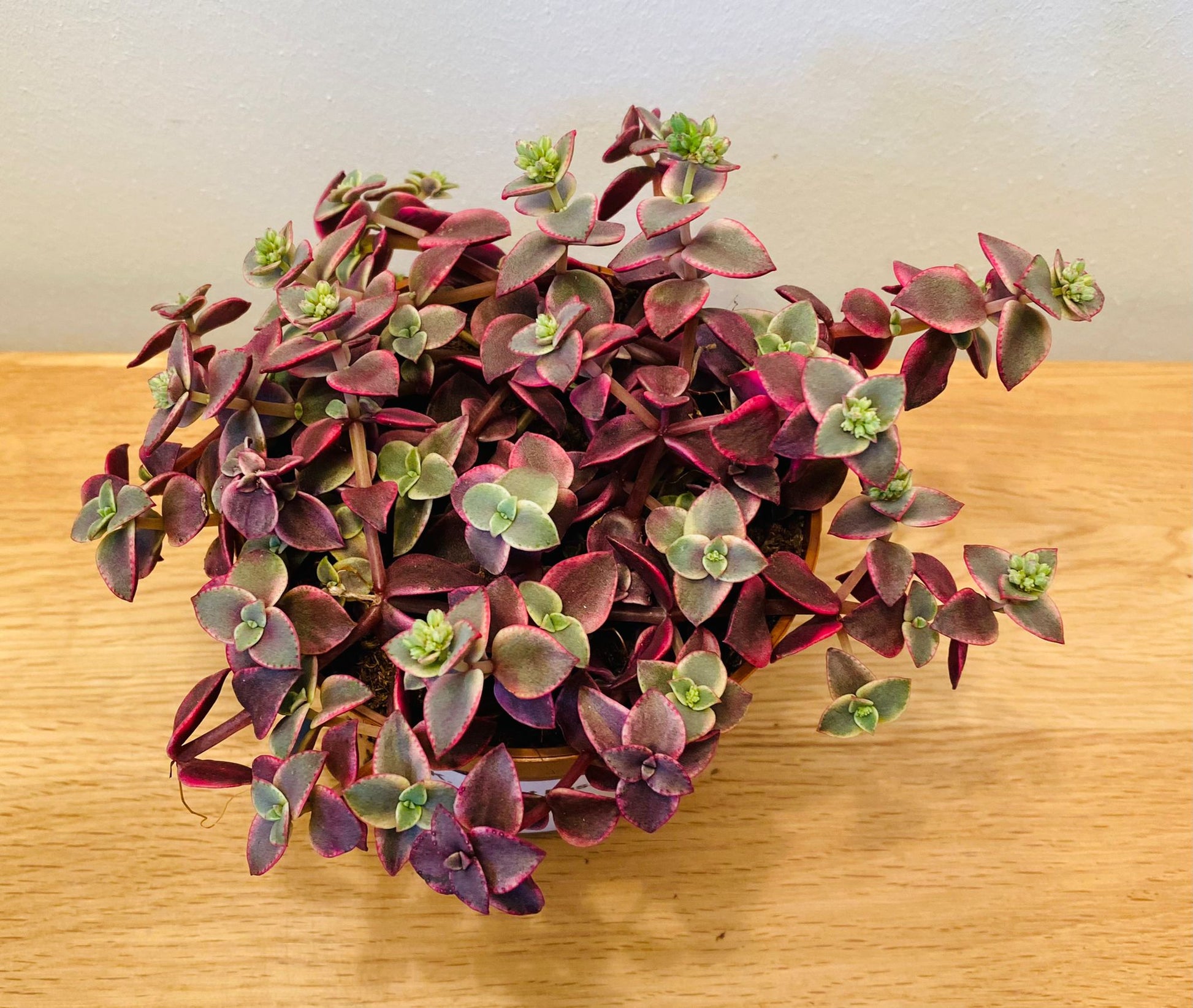 Crassula Pellucida subsp. Marginalis Varigata 10.5cm Pot Cassandra's Plants