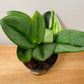 Scindapsus Treubii Moonlight in 12cm pot Cassandra's Plants