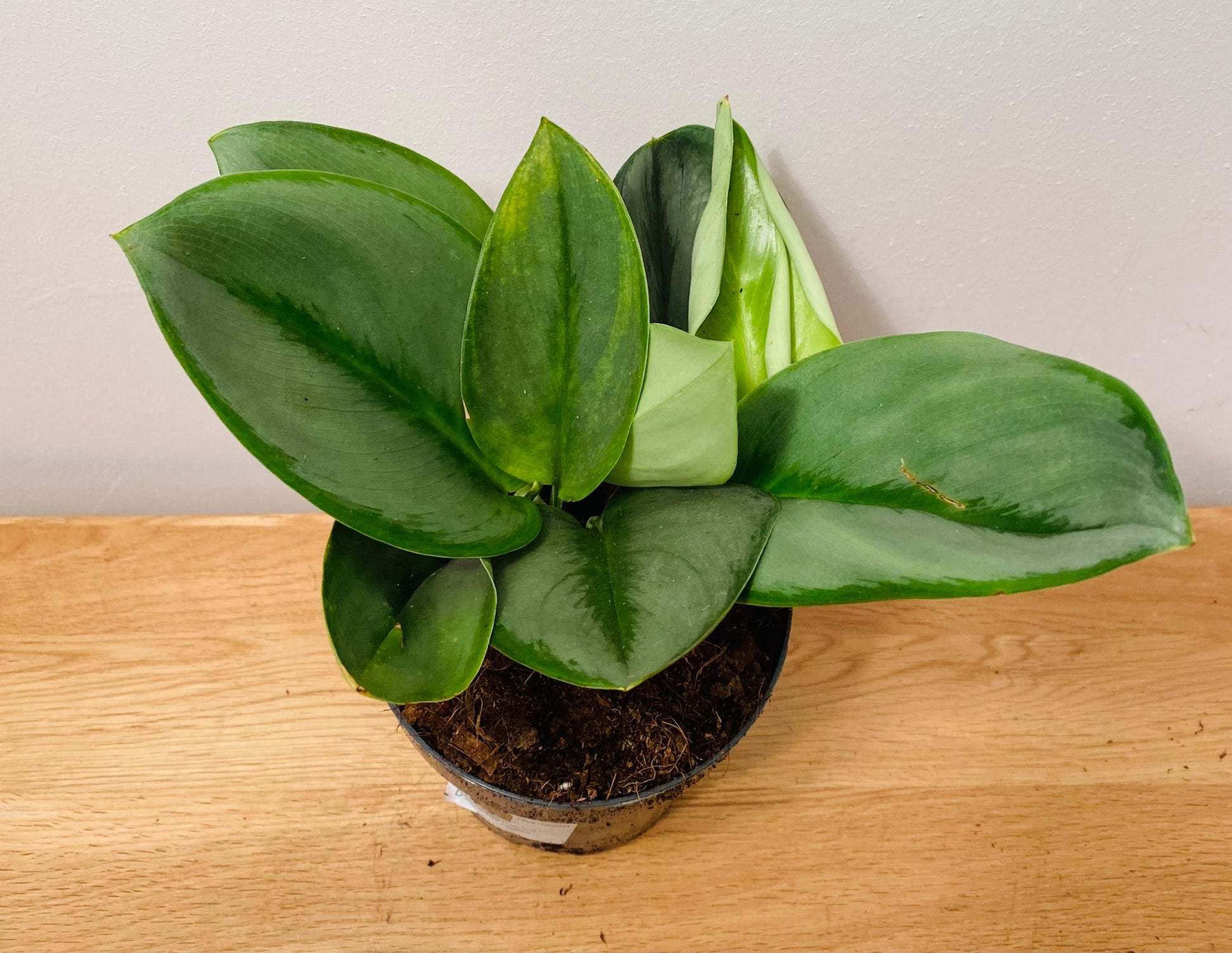 Scindapsus Treubii Moonlight in 12cm pot Cassandra's Plants
