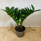 Zamioculcas Zenzi ZZ Plant Cassandra's Plants