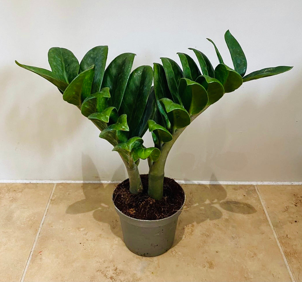 Zamioculcas Zenzi ZZ Plant Cassandra's Plants