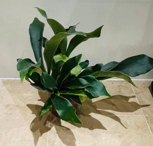 Platycerium Bifurcatum Staghorn Fern In a 12cm pot Cassandra's Plants