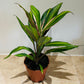 Cordyline Fruticosa Kiwi 13cm pot Cassandra;s Plants