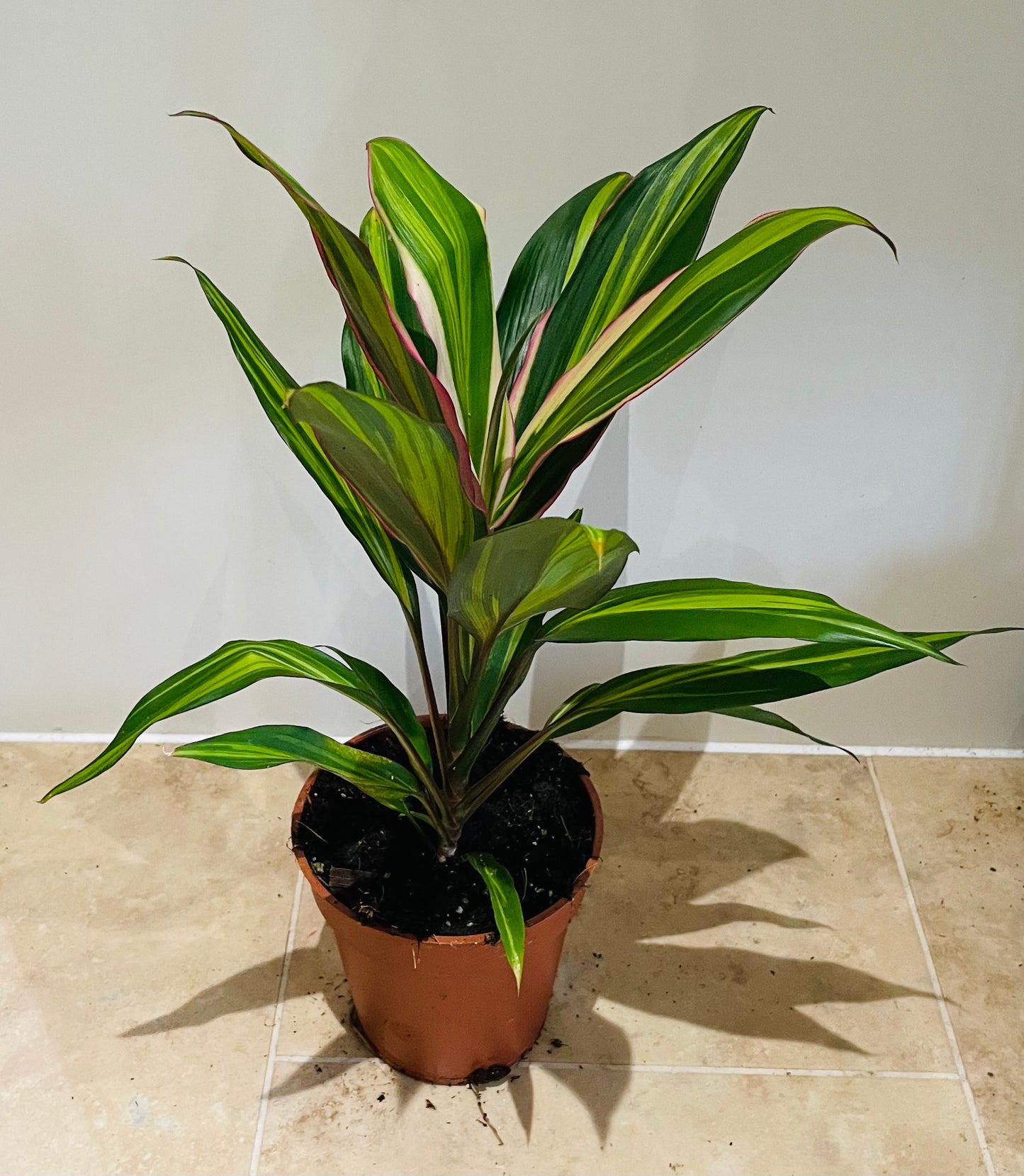 Cordyline Fruticosa Kiwi 13cm pot Cassandra;s Plants