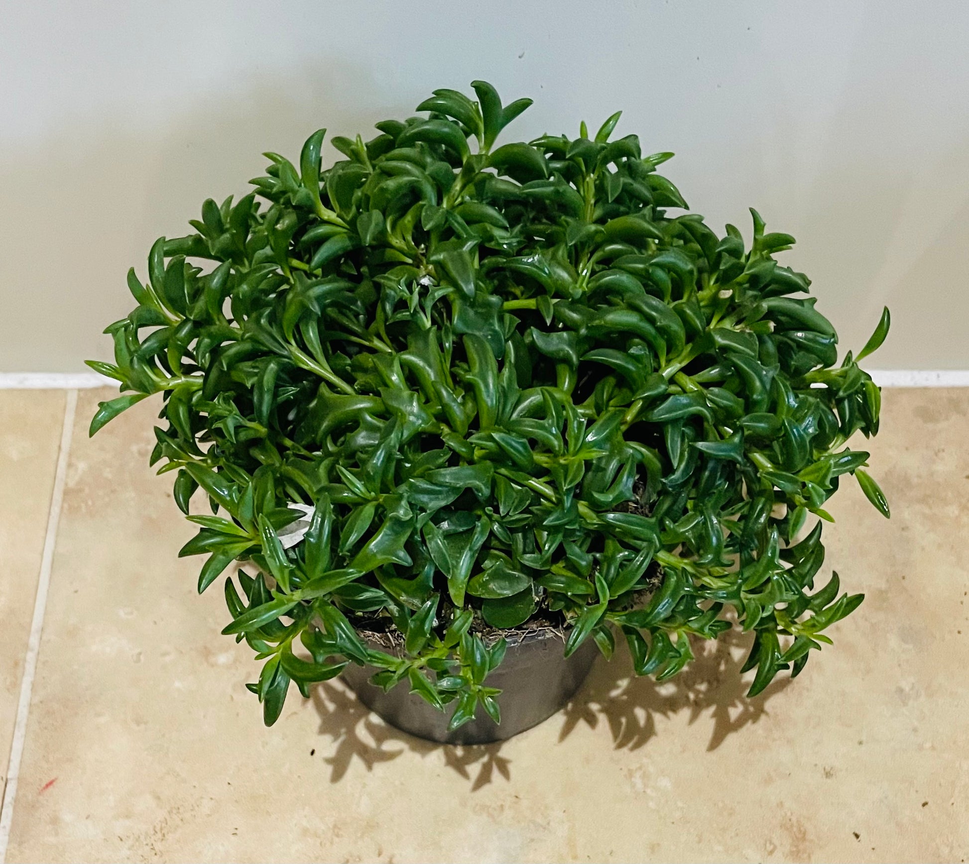 Senecio Peregrinus String of Dolphins Cassandra's Plants