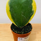 Hoya Kerrii Variegata