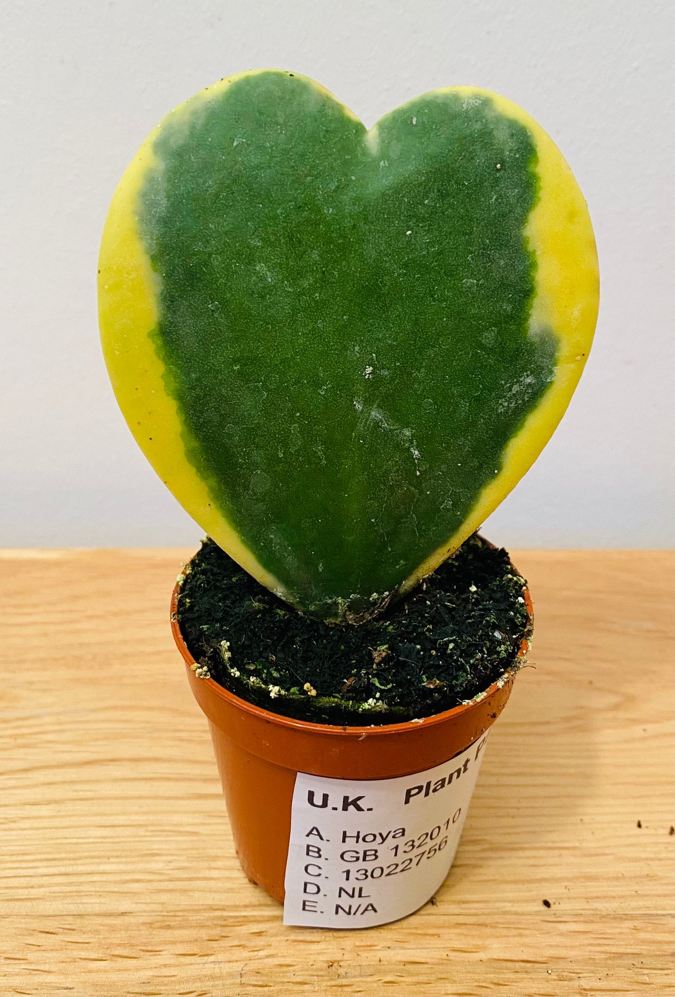 Hoya Kerrii Variegata
