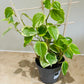 Peperomia Scandens Variegata (Cupid Peperomia) with trellis in a 12cm pot Cassandra's Plants