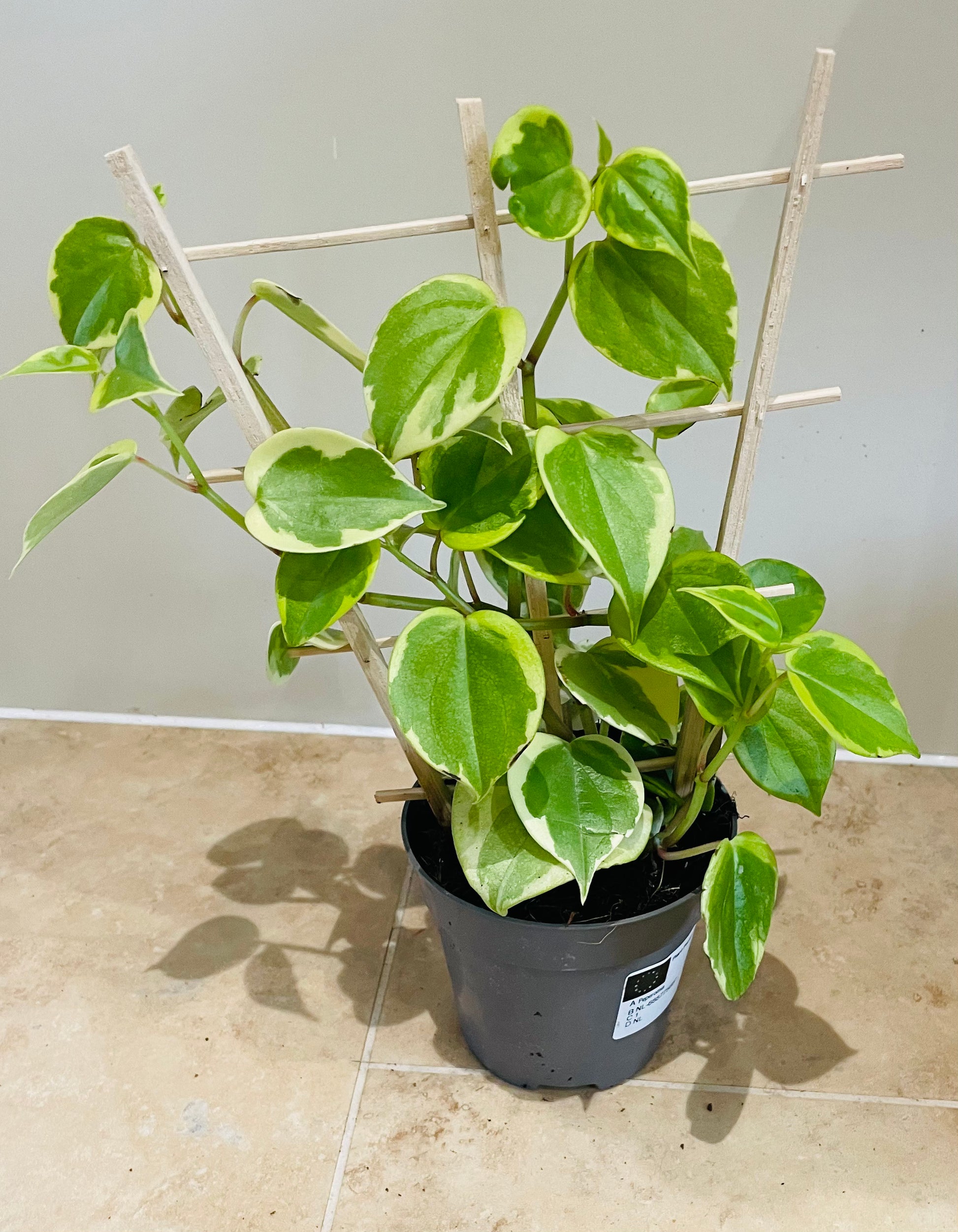 Peperomia Scandens Variegata (Cupid Peperomia) with trellis in a 12cm pot Cassandra's Plants