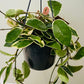 Hoya Carnosa Krimson Queen in 15cm Pot Cassandra's Plants