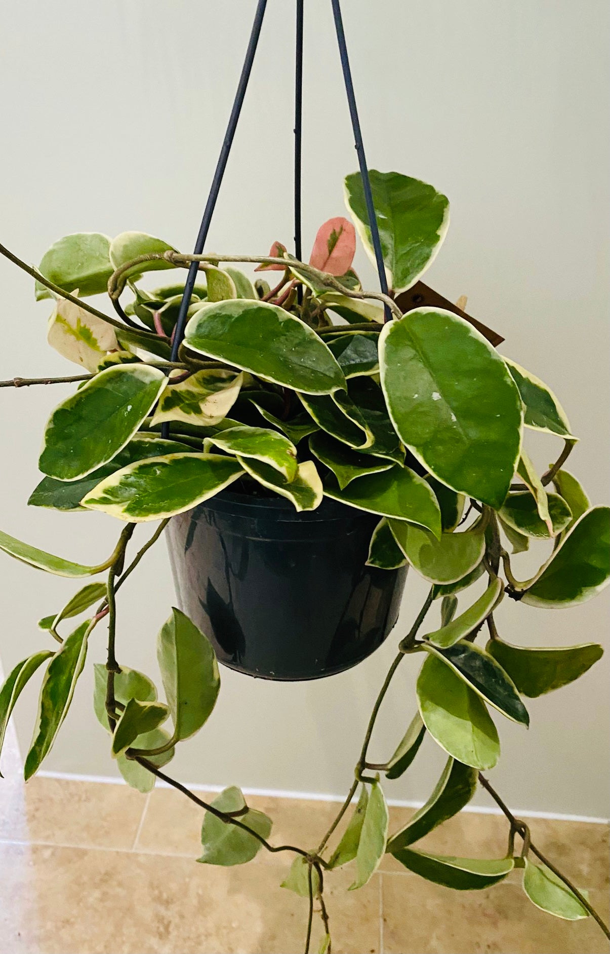 Hoya Carnosa Krimson Queen in 15cm Pot Cassandra's Plants