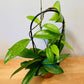 Hoya Pubicalyx Splash 12cm pot Cassandra's Plants