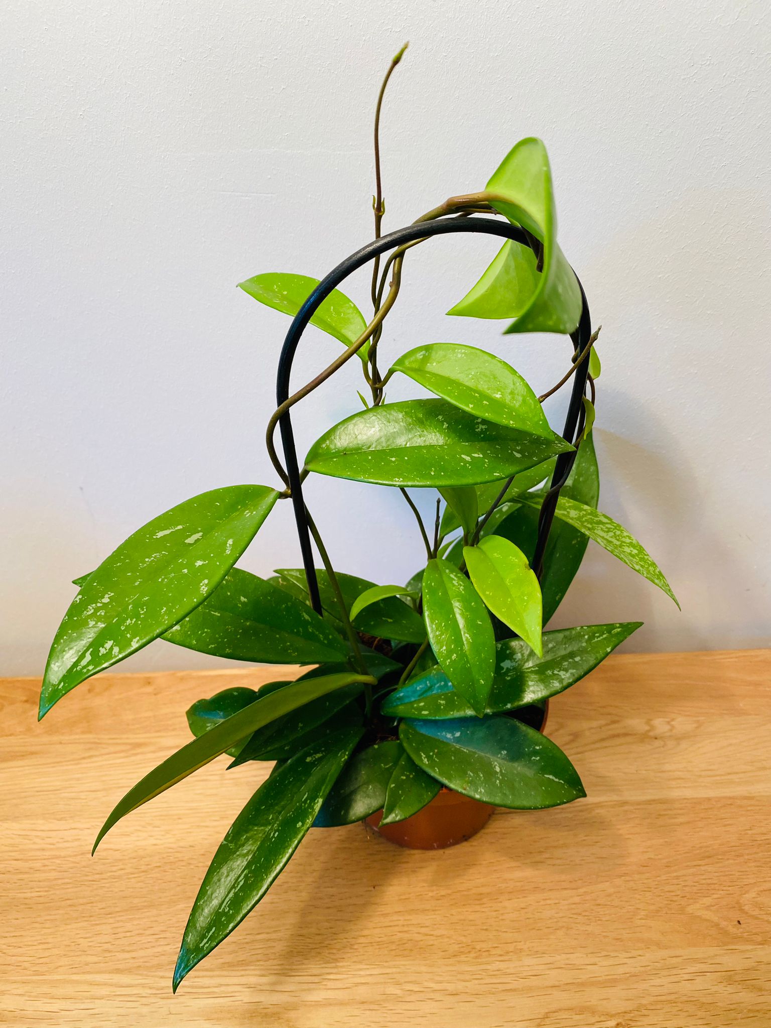 Hoya Pubicalyx Splash 12cm pot Cassandra's Plants