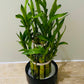 Dracaena Sanderiana Lucky Bamboo in a 9cm Cassandra's Plants