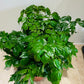 Radermachera Sinica China Doll Plant in 14cm pot  Cassandra's Plants