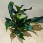 Platycerium Bifurcatum Staghorn Fern In a 12cm pot Cassandra's Plants