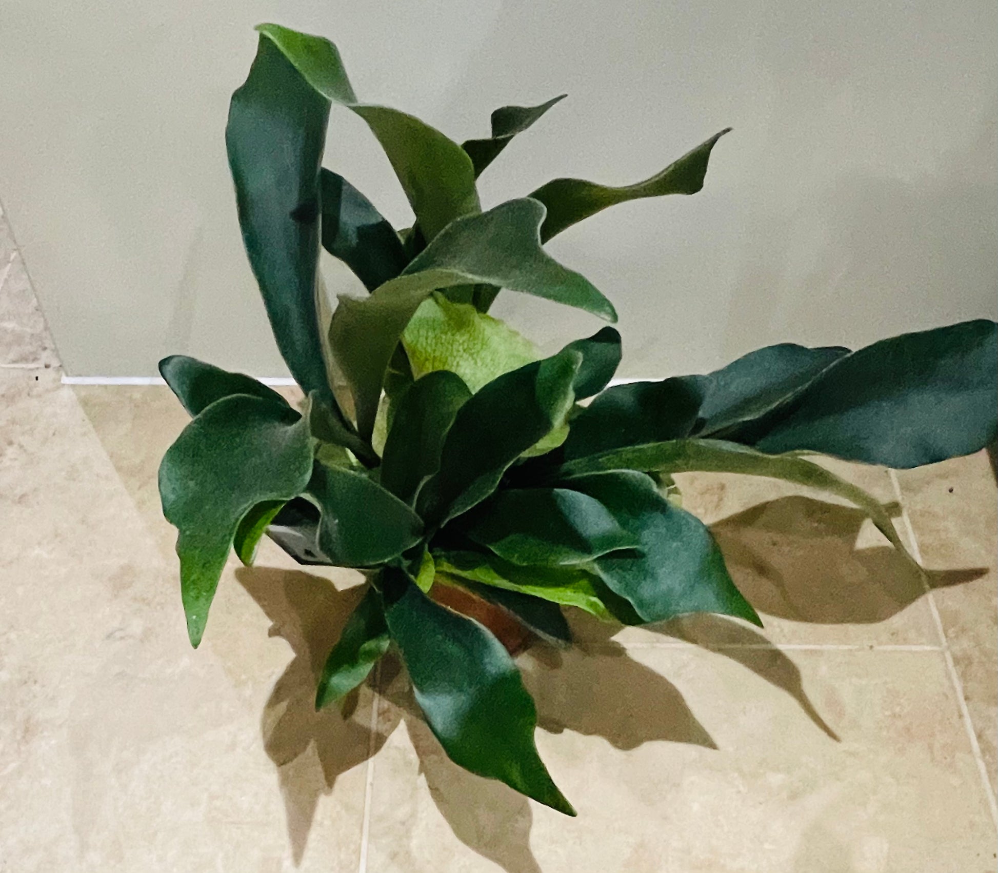 Platycerium Bifurcatum Staghorn Fern In a 12cm pot Cassandra's Plants