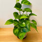 Epipremnum 'Global Green' Pothos 12cm Pot Cassandra's Plants